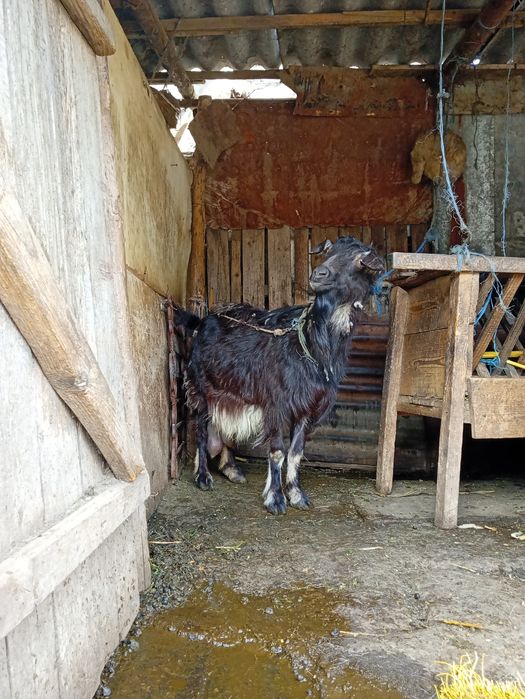 Capre cu iezi rasă Albă de Banat