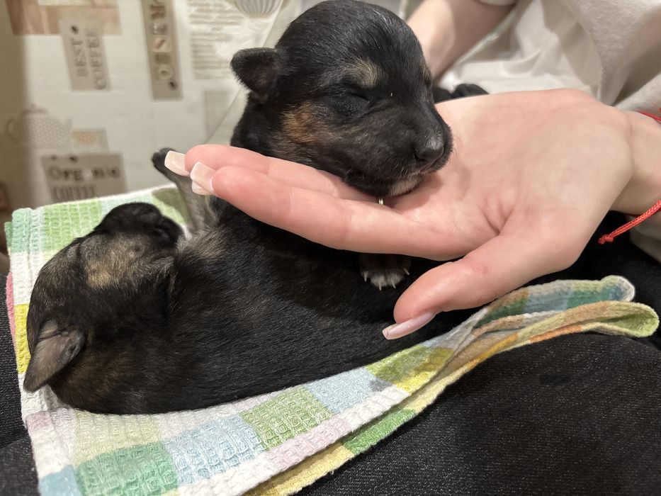 Отдам щенка мальчик и девочка