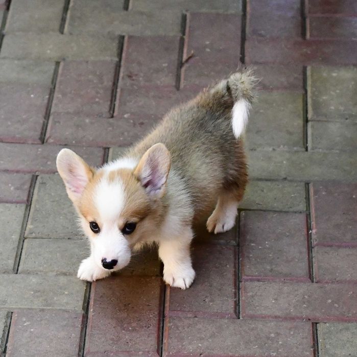 Cățeluș Corgi, vaccinat, microcipat, pedigree tip A, de Crăciun