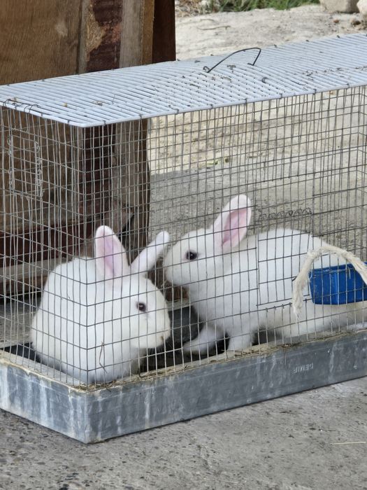 Oq rangli Quyonlar sotiladi.