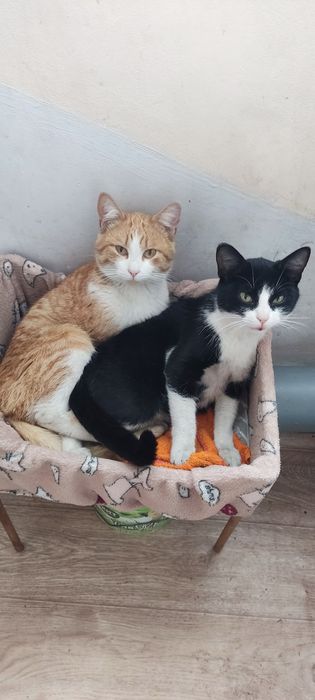 Отдам кота и кошку