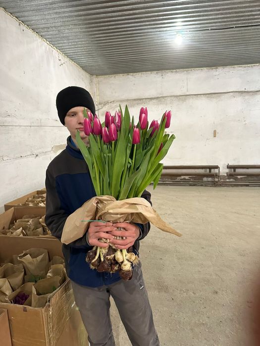 Тюльпаны предзаказ