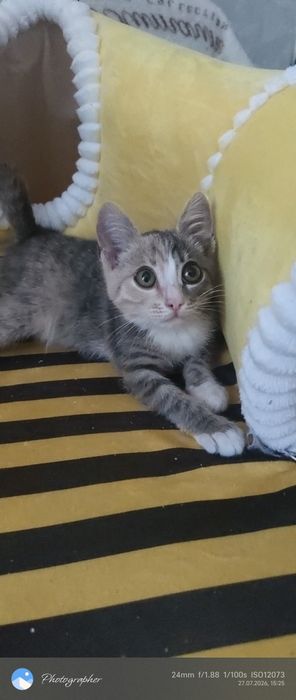 Мадона котенок возраст 2мес
