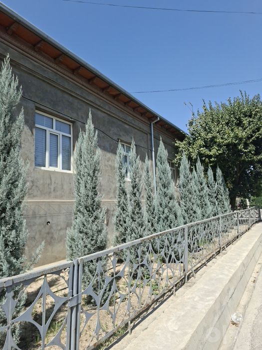 Кипарис Аризоник Италия Kiparis.