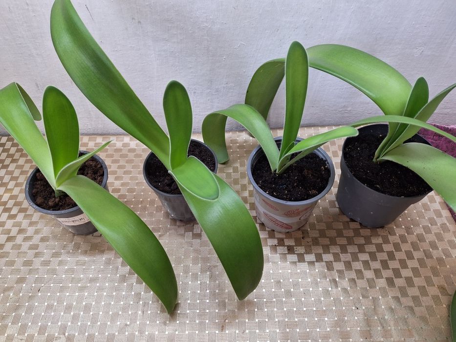 Продам комнатные цветок гемантус