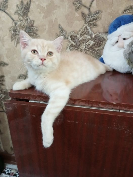 Британцы:Скоттиш Страйт