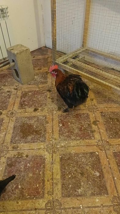 Продам петухов активный здоровый