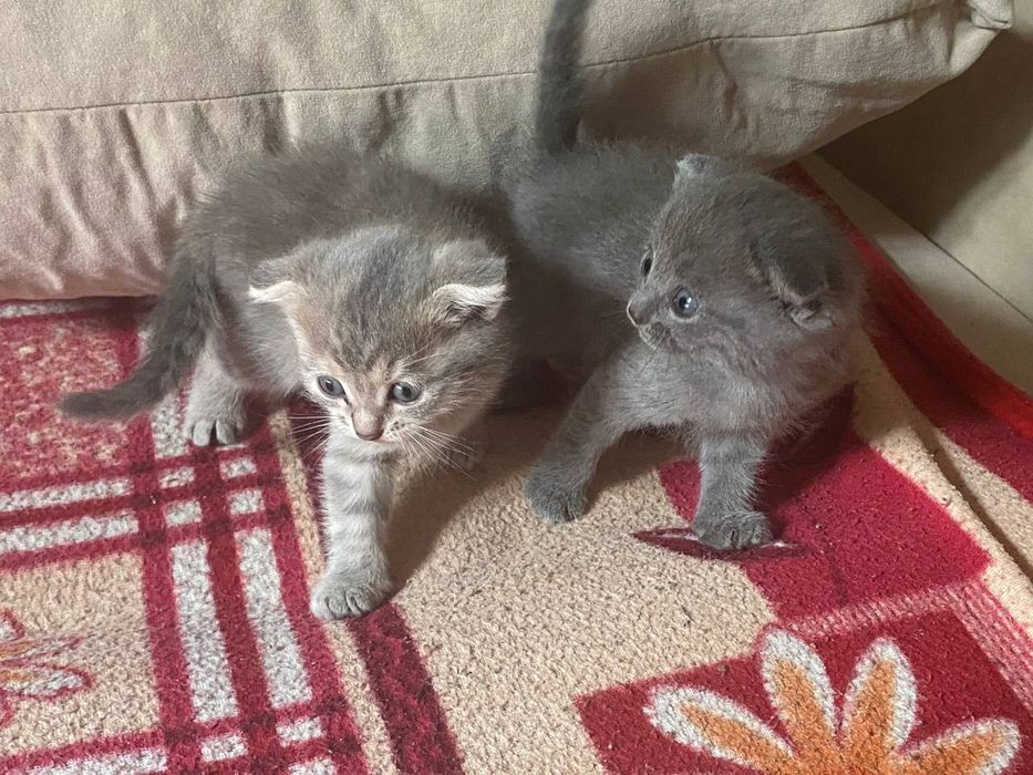 Веслоухие котята