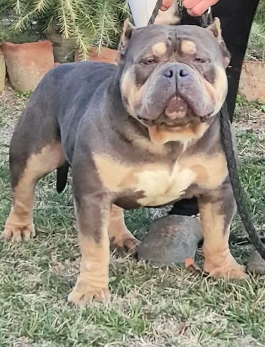 American Bully Pocket / Американско Були Покет