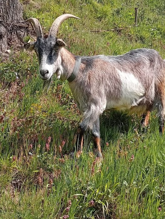 Vând capre cu iezi și tap