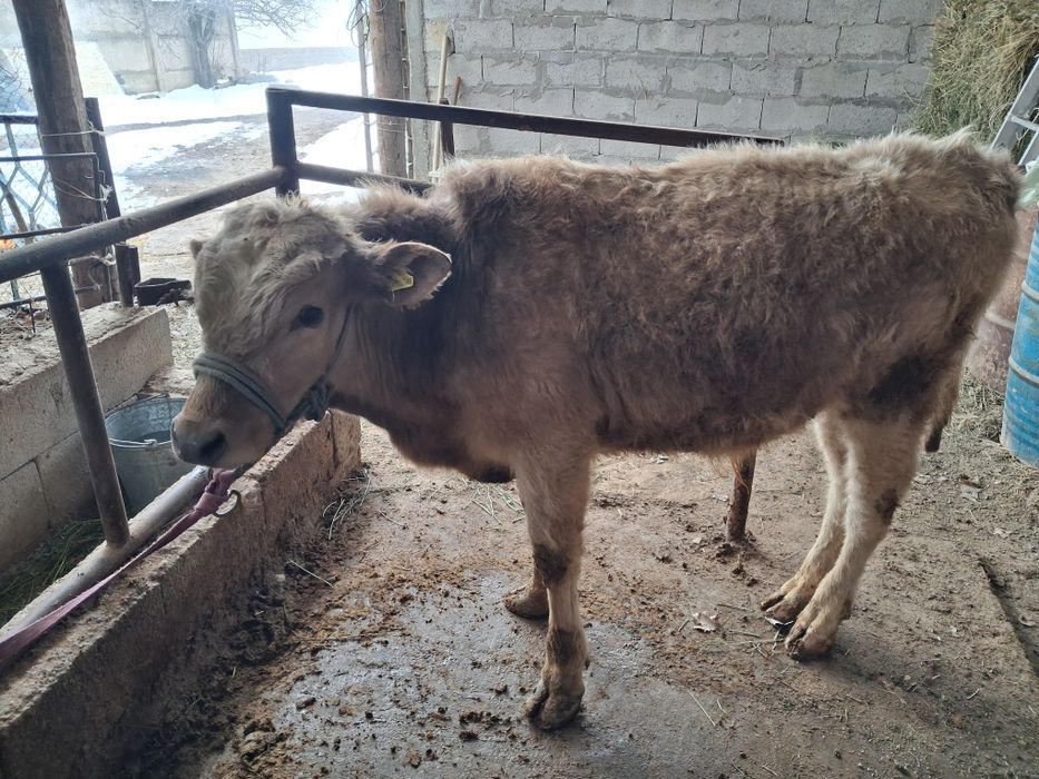 Әулекөл бычёк сатылады