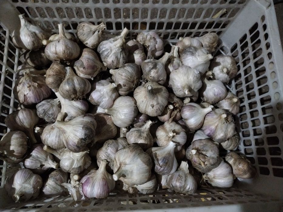 Продам перец, чеснок
