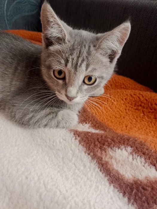 Отдам хороших котят