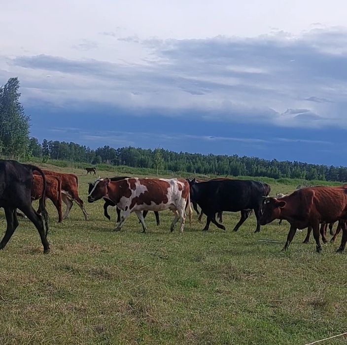 Продам коровы дойные
