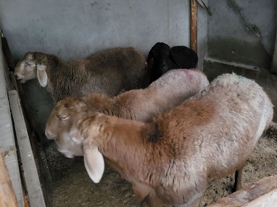 Арашан кучкор солулар сотилади