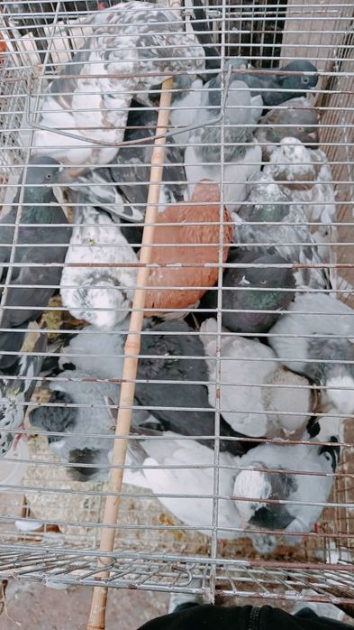 Kaptar bor boqishga soyishga