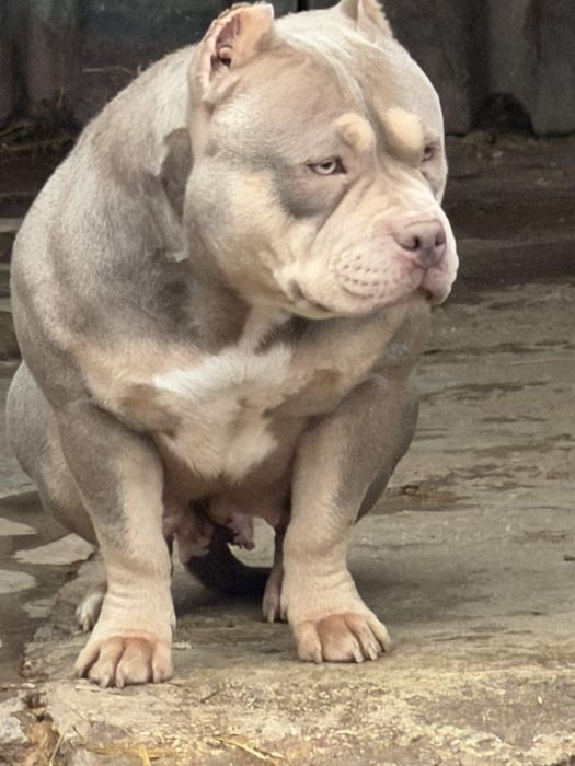 Американско були Покет