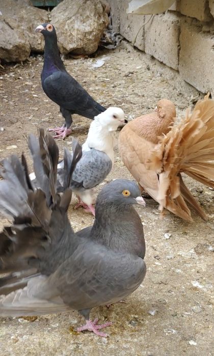 Голуби якобины и павлины