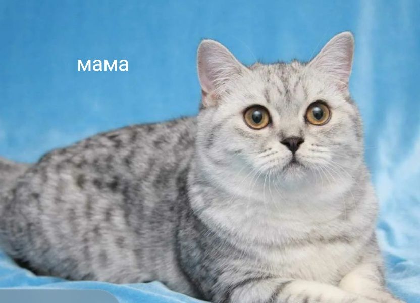 Продам котят , осталось два мальчика