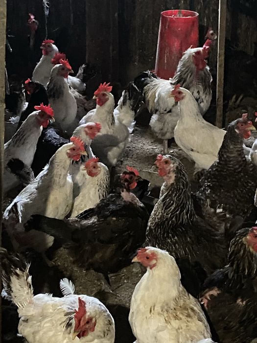 Яйцо инкубационное