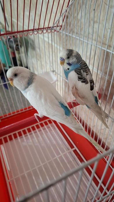 Продам двух попугайчиков с клеткой