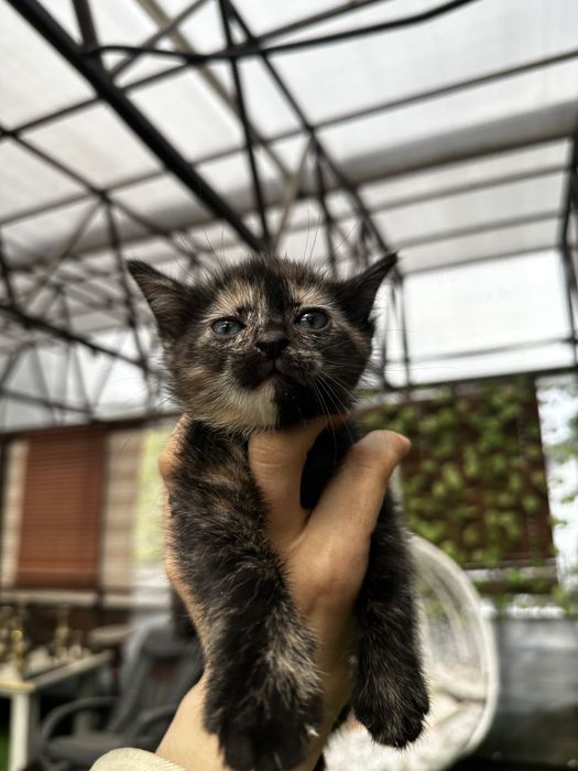 Отдам котят в хорошие руки