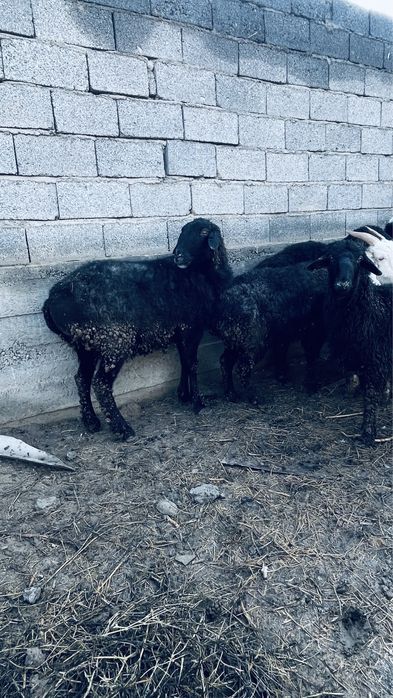 семіз қойлар сатылады