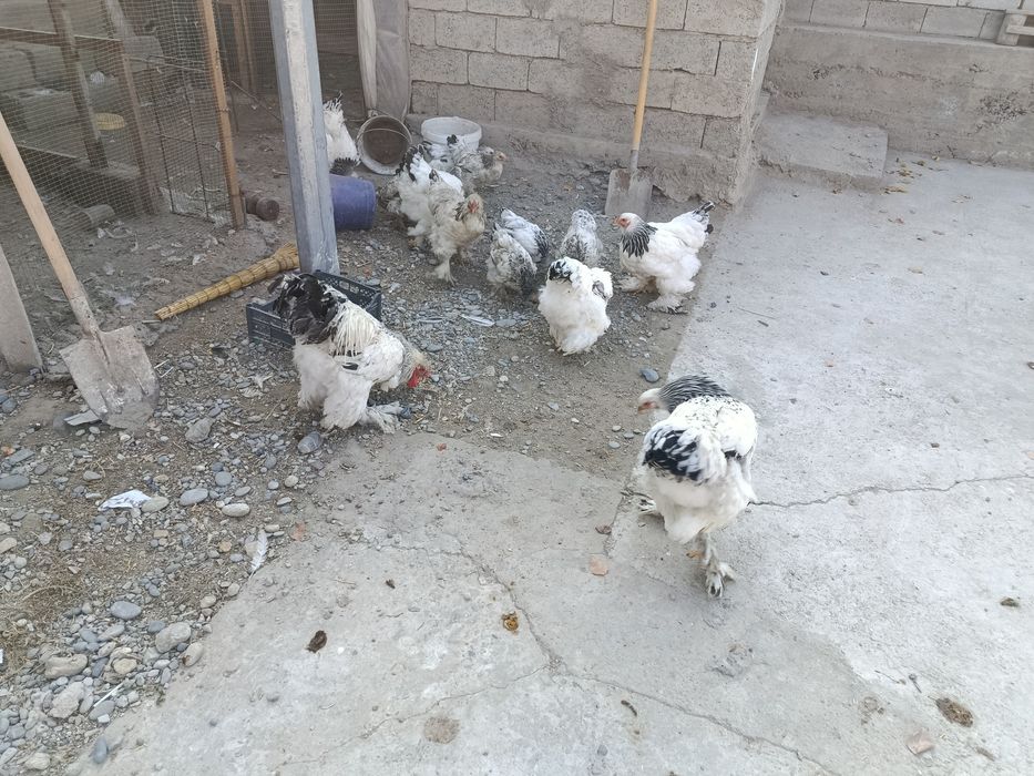 Светлый брама тухумлари сотилади