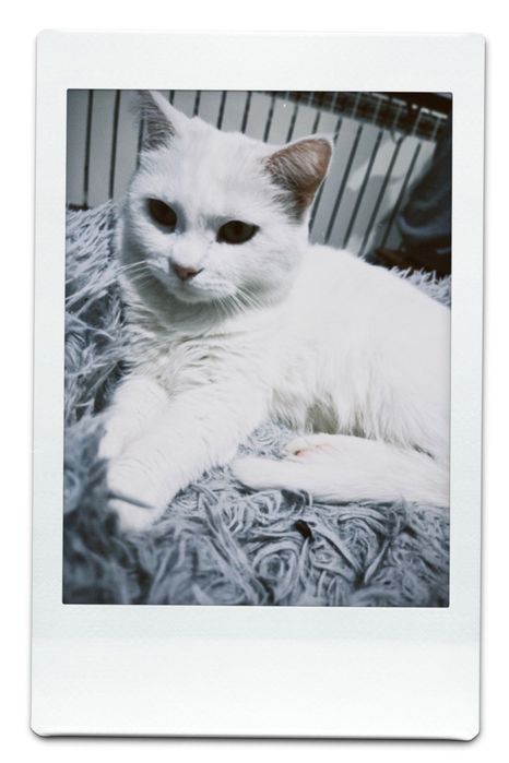 Кошка почти 2 годика