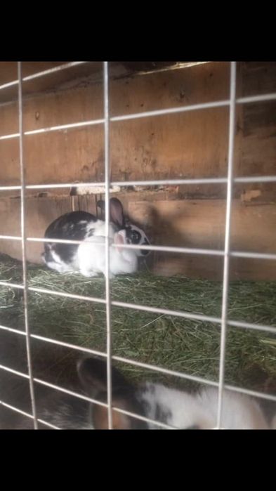 Кралята виликаны прадам