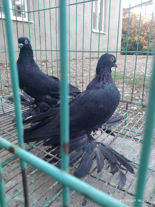 Продаются голуби