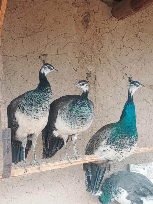 Павлины Самка/Самец