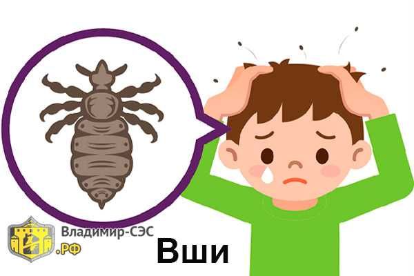 выведение вшей быстро