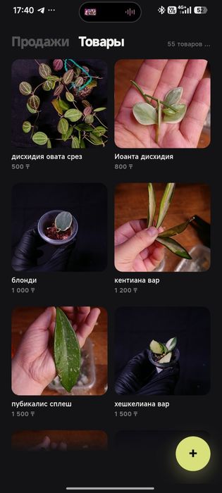 Хойи в ассортименте