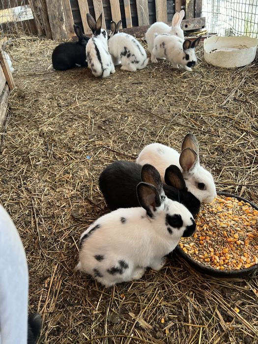 Vand/schimb iepuri, pui si maturi