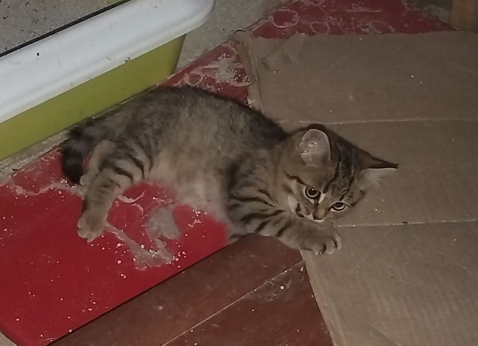 Котёнок мальчик ищет дом.