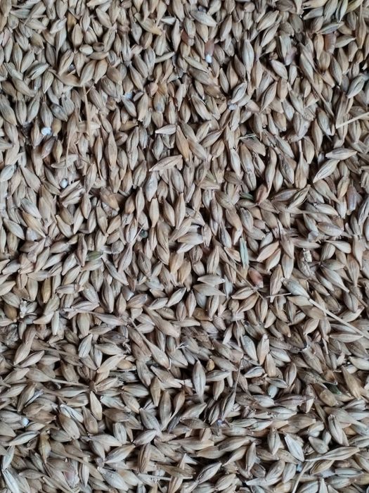 Vând orz 1,2 lei kg