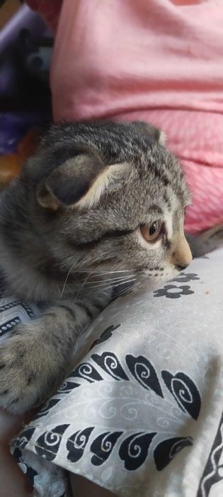 Котёнок вислоухий