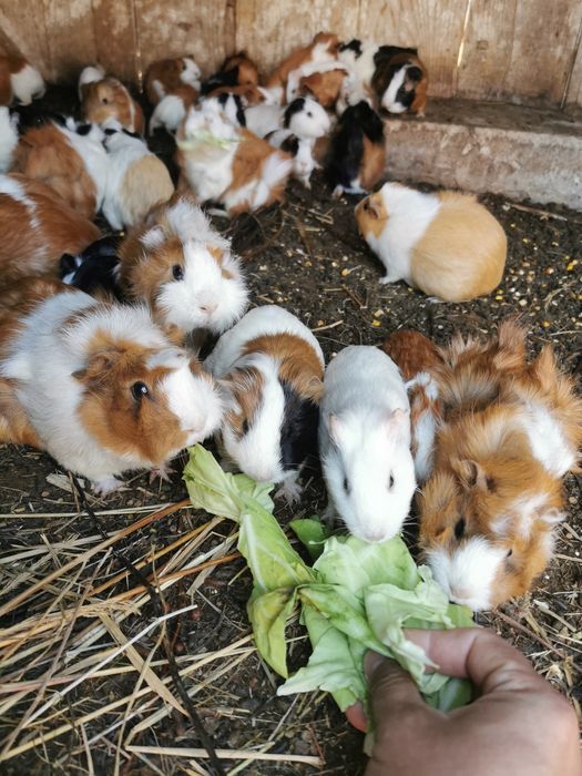 Porcușori de guineea