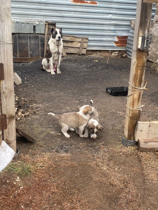 Щенки алабай, 2,5 месяца