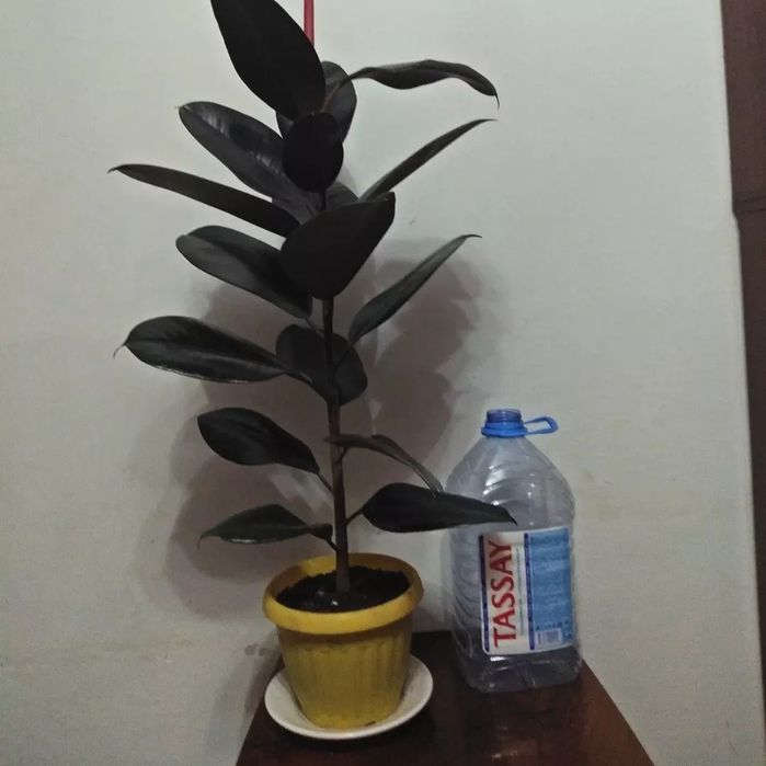 Фикус продаю ,,черный принц"