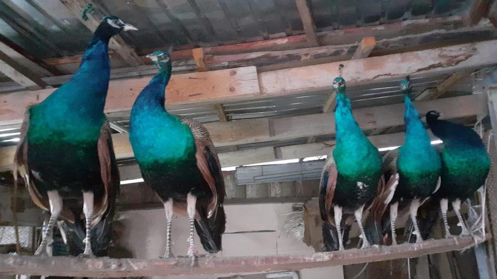 Белые и Индийские павлины ..