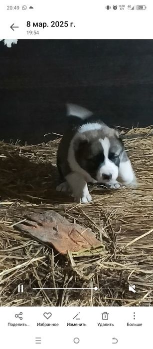 Ұрғашы күшік сатылады линия бар