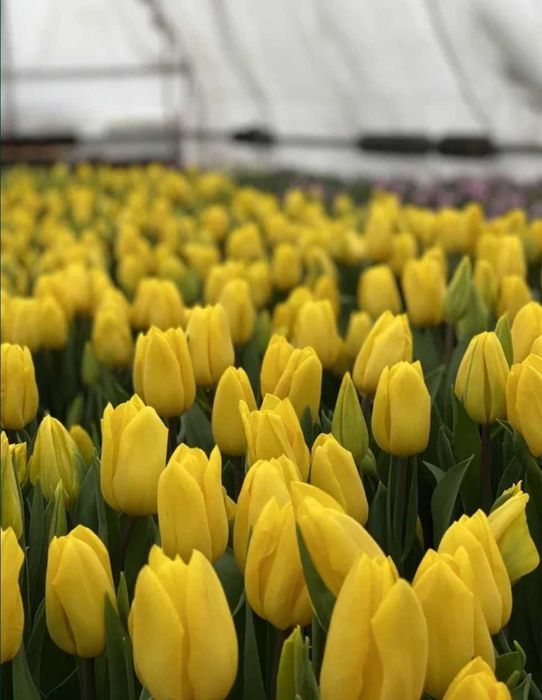 Тюльпаны к 8 марта