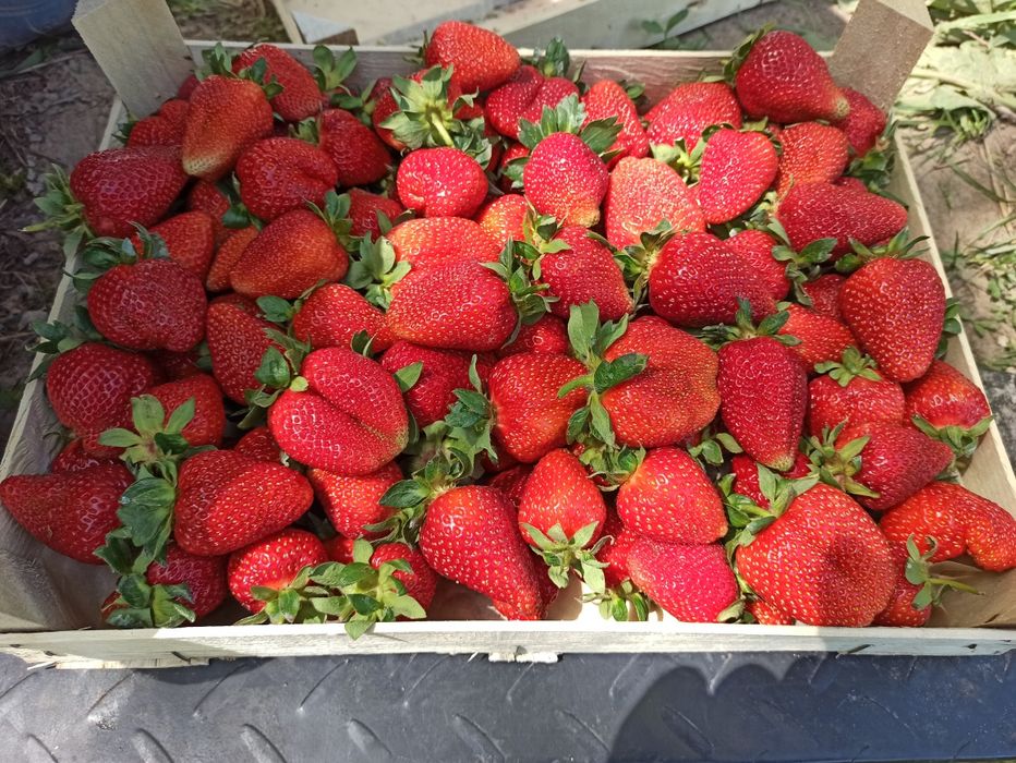 Рассада клубники