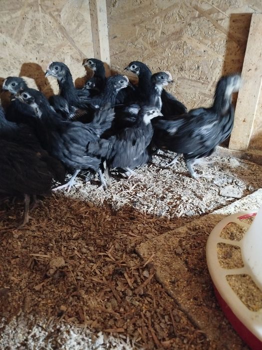 Pui de găină australorp negru