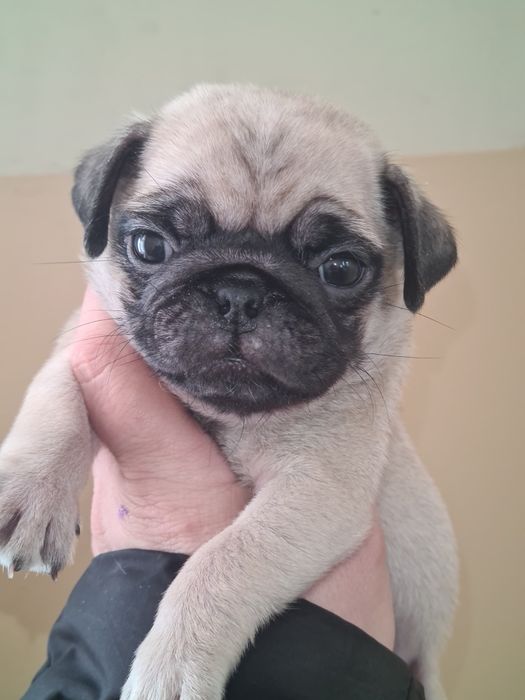 Продам щенков мопса.