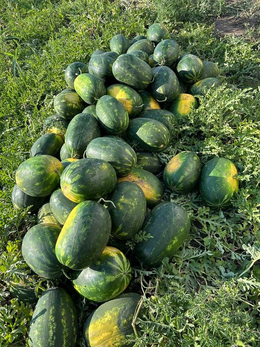 Lubeniță