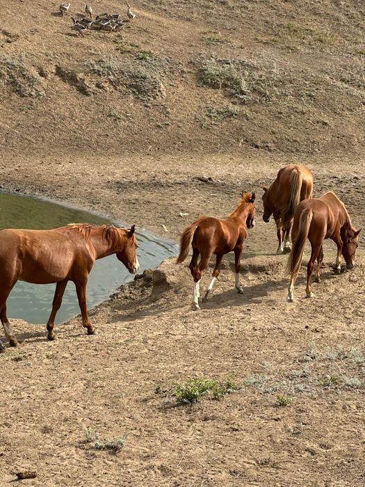 соғымға жабағылар