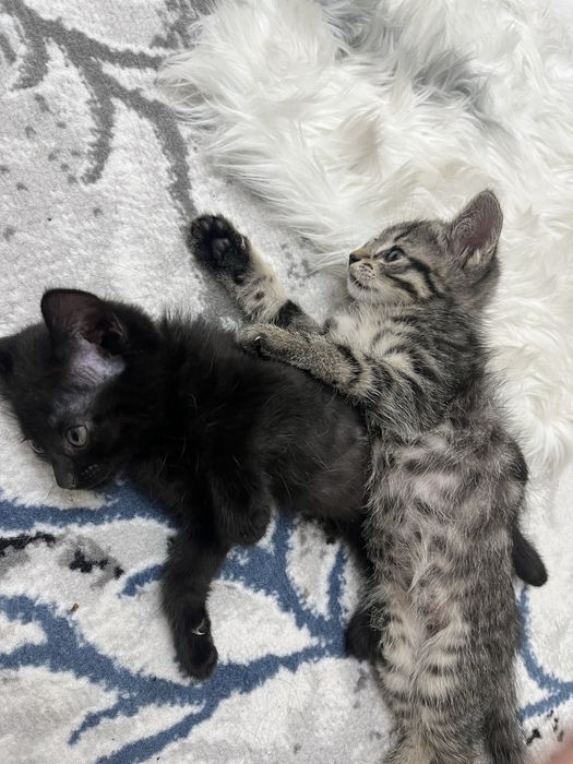 Котята отдам в добрые руки